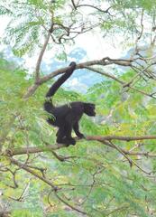 Ateles fusciceps