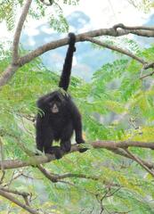 Ateles fusciceps