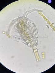 Copepoda