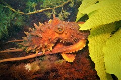 Macroctopus maorum