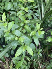 Maesa perlaria formosana