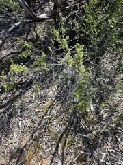 Pimelea serpyllifolia serpyllifolia