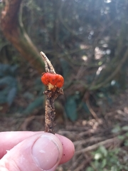 Leratiomyces erythrocephalus