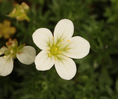 Saxifraga hypnoides