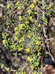 Pimelea serpyllifolia serpyllifolia