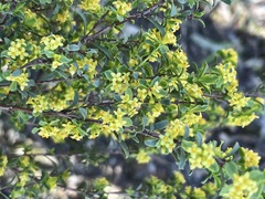 Pimelea serpyllifolia serpyllifolia