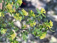 Pimelea serpyllifolia serpyllifolia