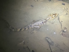 Caiman crocodilus fuscus