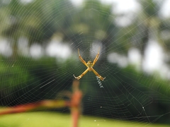 Argiope anasuja