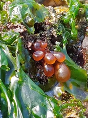 Halosaccion glandiforme