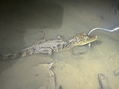Caiman crocodilus fuscus
