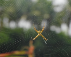 Argiope anasuja