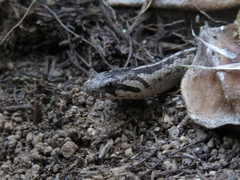Galvarinus chilensis