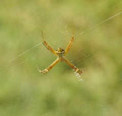 Argiope anasuja