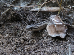 Galvarinus chilensis