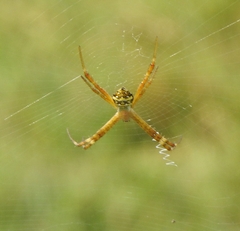 Argiope anasuja