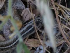 Galvarinus chilensis