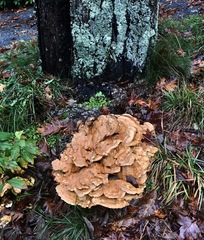 Bondarzewia berkeleyi