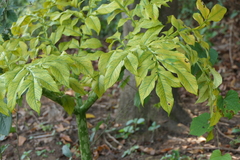 Amorphophallus commutatus