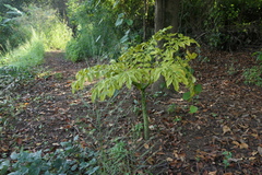 Amorphophallus commutatus
