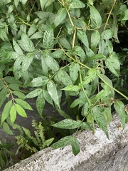 Rubus fraxinifolius