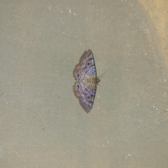 Speiredonia spectans