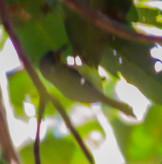 Chalcoparia singalensis