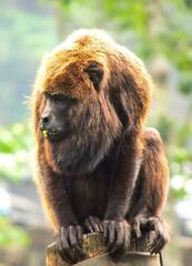 Alouatta