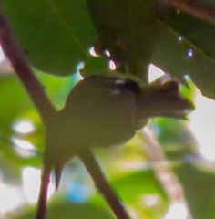 Chalcoparia singalensis