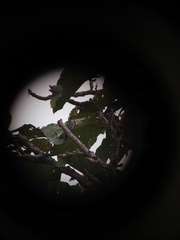 Chrysococcyx xanthorhynchus xanthorhynchus