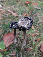 Coprinus comatus