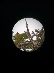 Chrysococcyx xanthorhynchus xanthorhynchus