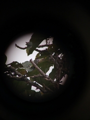 Chrysococcyx xanthorhynchus xanthorhynchus