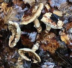 Matsutake