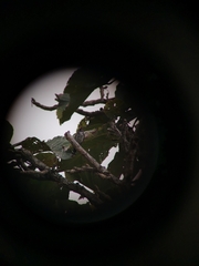 Chrysococcyx xanthorhynchus xanthorhynchus