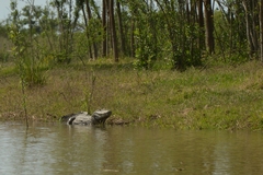 Caiman latirostris