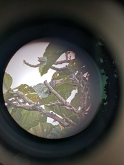 Chrysococcyx xanthorhynchus xanthorhynchus