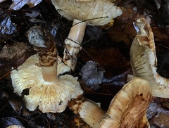 Matsutake
