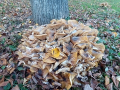 Armillaria mellea