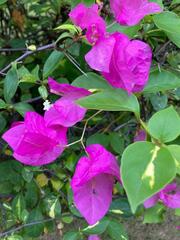 Bougainvillea