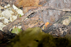 Microhyla berdmorei