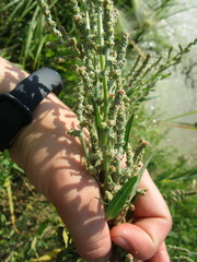 Atriplex patens