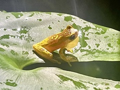 Dendropsophus ebraccatus