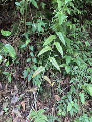 Rubus swinhoei