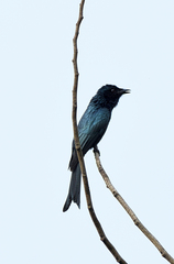 Dicrurus aeneus
