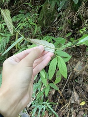 Rubus swinhoei