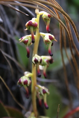Pyrola angustifolia