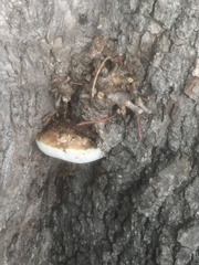 Ganoderma resinaceum