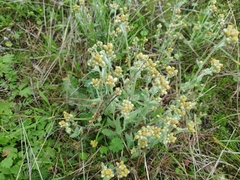 Pseudognaphalium stramineum
