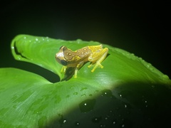 Dendropsophus ebraccatus